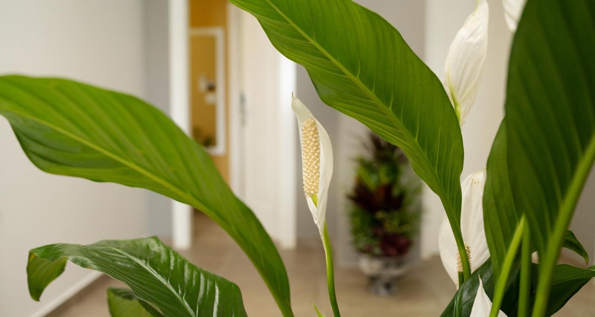 Hotel Luris Golem  Ngoại thất bức ảnh